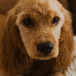 a dog lying on a couch
